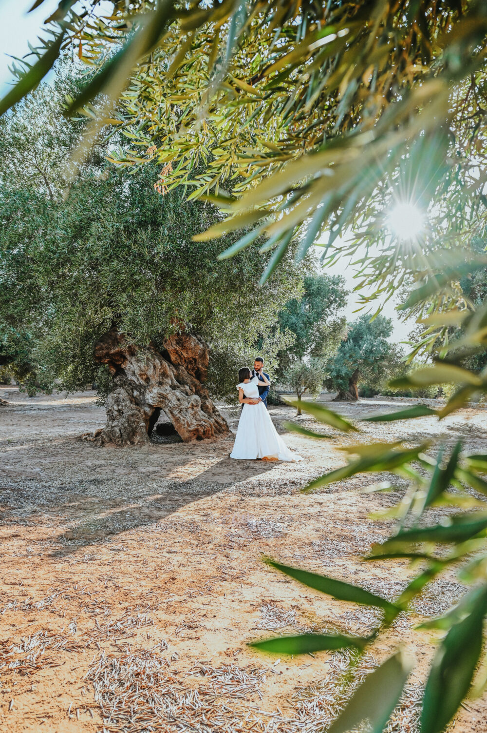 Passeggiata sposi nell uliveto servizio fotografico prematrimoniale o matrimonio